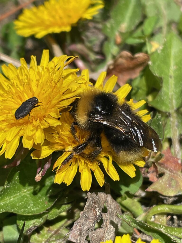 Eine Hummel und ein kleiner schwarzer Käfer auf einer leuchtend gelben Löwenzahnblüte, umgeben von grünen Blättern.
