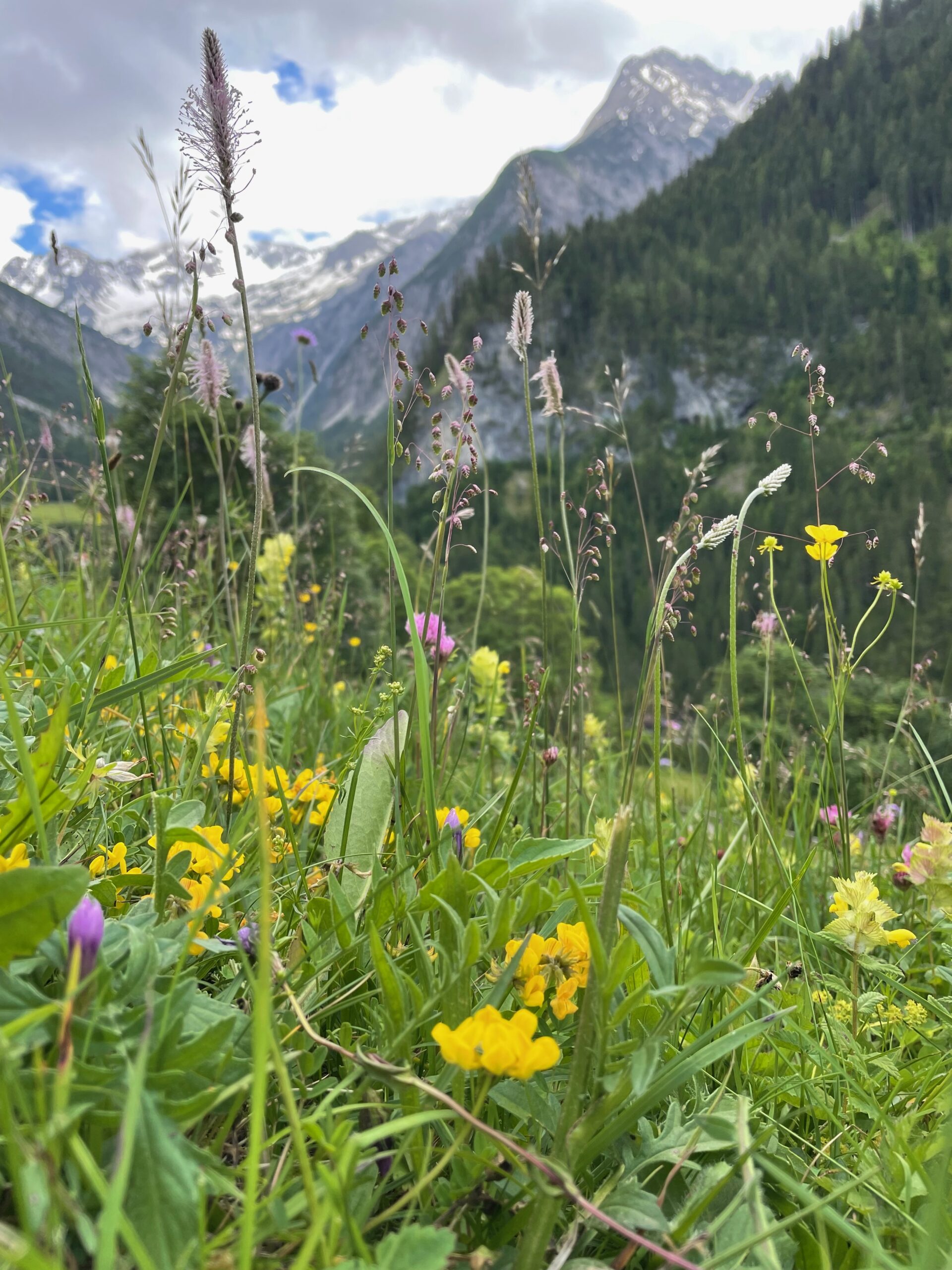 Wildblumen auf einer grünen Wiese mit Bergen und einem bewölkten Himmel im Hintergrund. Wildblumen auf einer grünen Wiese mit Bergen und einem bewölkten Himmel im Hintergrund.