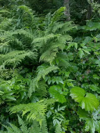 🌿Die Natur🌿 Hast du schon bemerkt, wie viele Grüntöne und Formen ein Wald zeigt? Nimm dir einen Moment, schau hin, im Park, im Wald oder auf einer Wiese✨
Schon ein paar Minuten des Hinschauens und Innehaltens genügen, für eine Gedankenpause, um neue Energie zu schöpfen und die Schönheit um dich herum zu spüren.