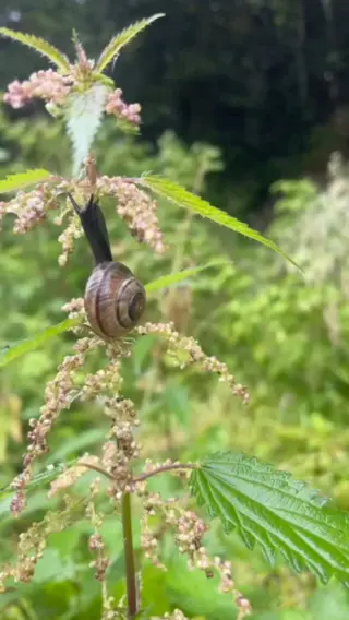 🐌🌿 Achtsam im Regen durch den Wald ✨
Den Duft atmen, die Stille spüren. Wer langsam geht, entdeckt die Wunder im Kleinen. 💚#naturliebe💚#regenwetterkannauchschönsein#wanderführerin#naturführerin#waldspaziergang#kleinewunderdernatur#achtsamkeitimalltag#achtsamleben